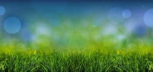 background image of artificial grass and bokeh
