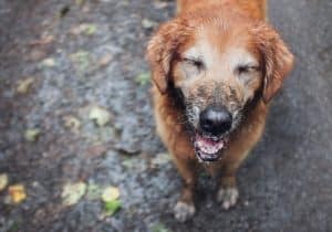 golden retriever smiles while wet and muddy