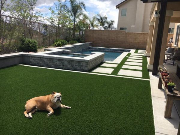 Dog on artificial grass lawn | Celebrity Greens Phoenix Dog on artificial grass lawn