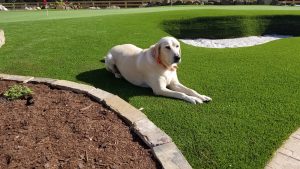 pet friendly artificial grass