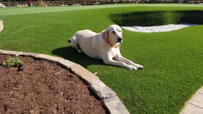 pet friendly artificial grass