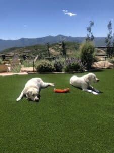 pet turf
