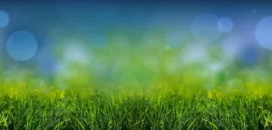 grassy background image