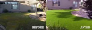 backyard grass before and after