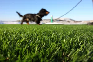 dog friendly artificial grass