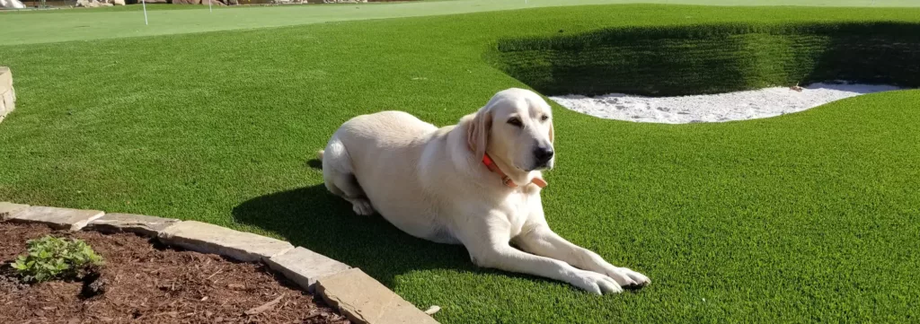 pet friendly dog grass installers Phoenix